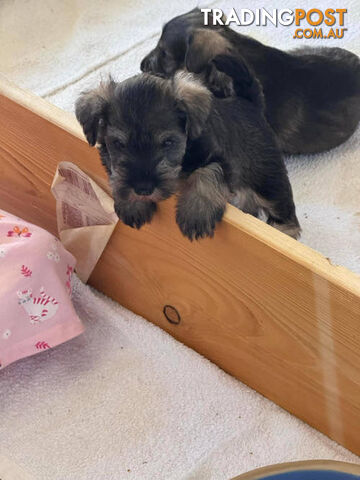 Minature Schnauzer puppies