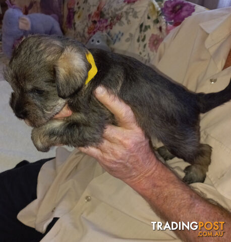 Minature Schnauzer puppies