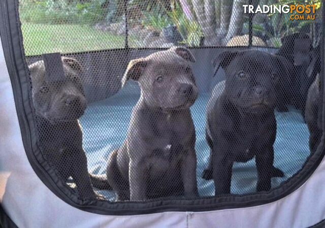 Pedigree Staffordshire Bull Terrior Pups Ready for New Homes