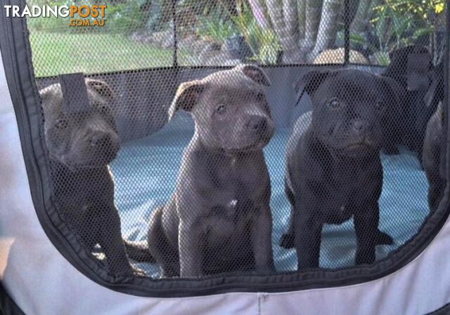 Pedigree Staffordshire Bull Terrior Pups Ready for New Homes