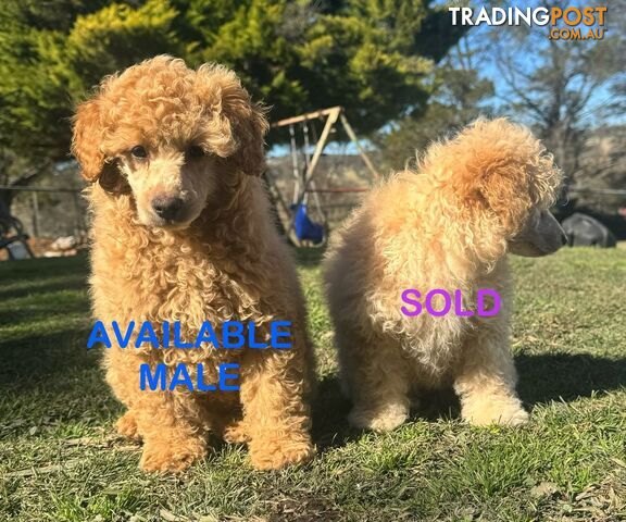 Toy poodle Last boy Available