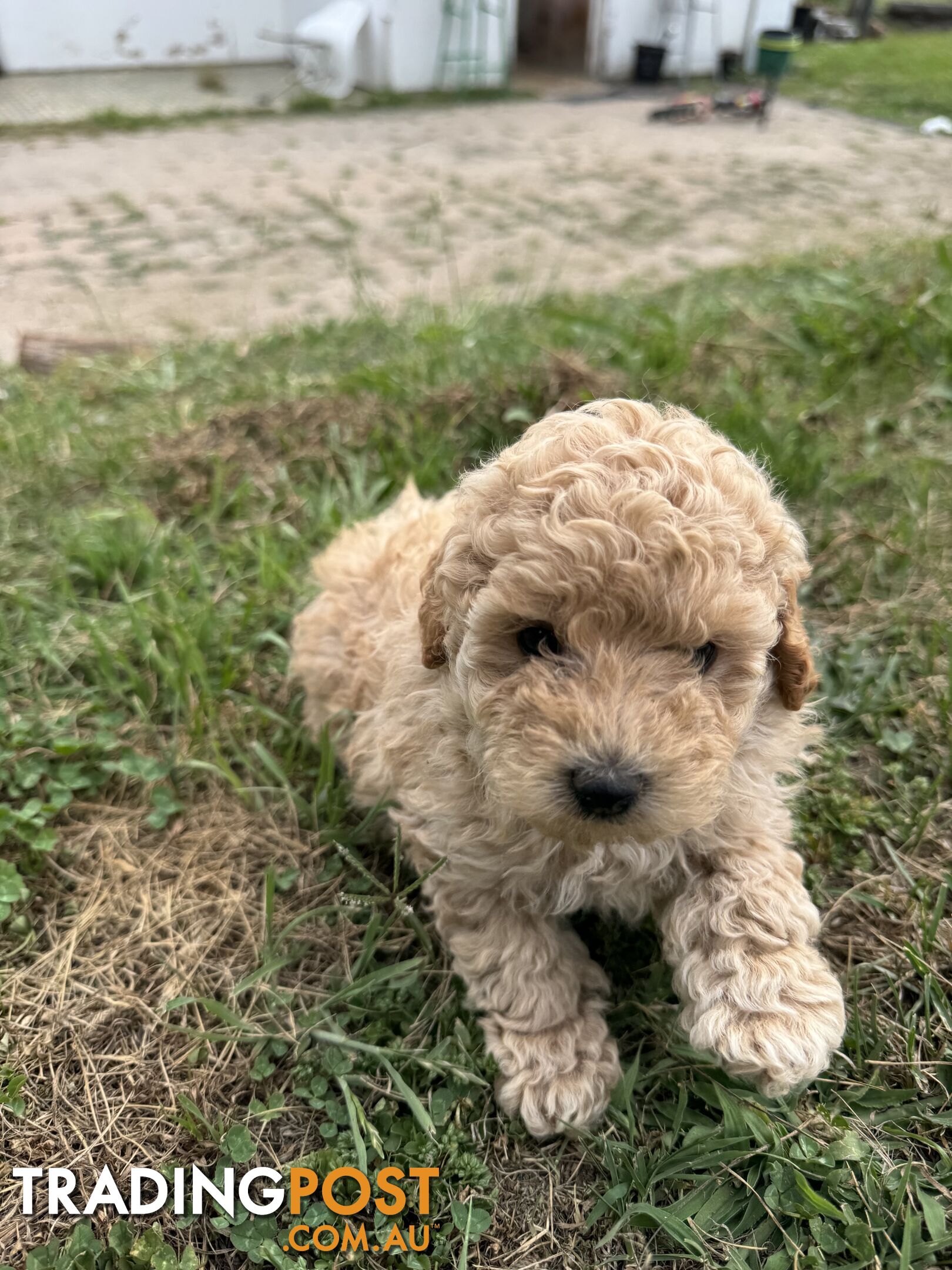 Toy Poodle