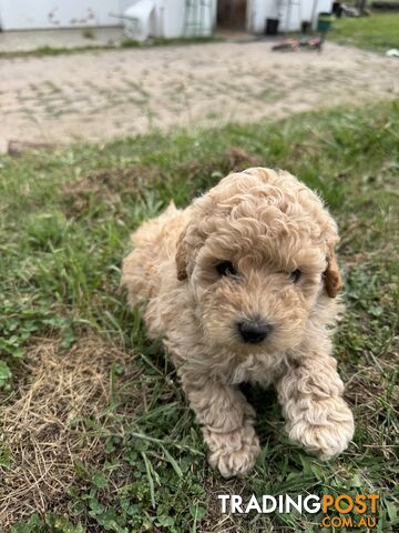 Toy Poodle