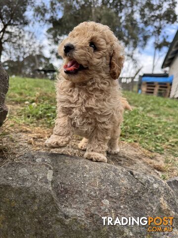 Toy Poodle