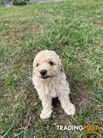 Toy Poodle