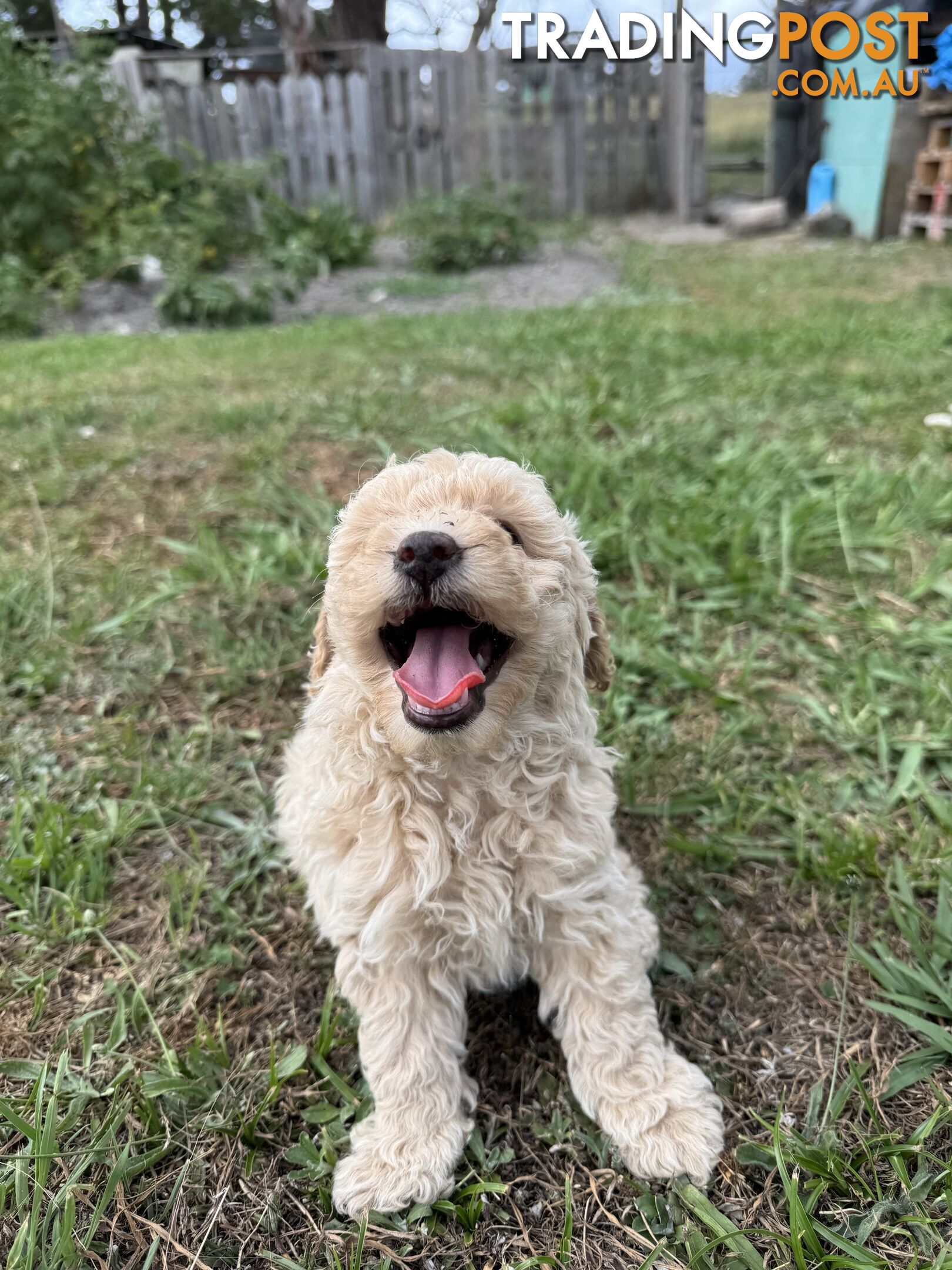 Toy Poodle