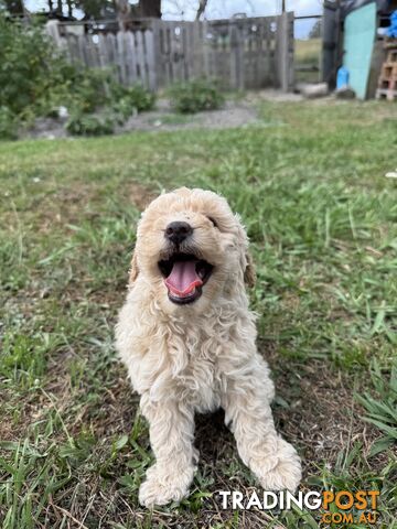 Toy Poodle