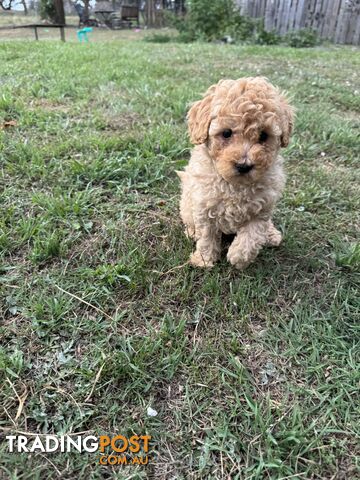 Toy Poodle