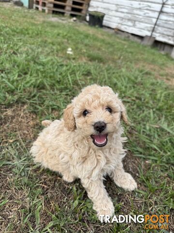 Toy Poodle