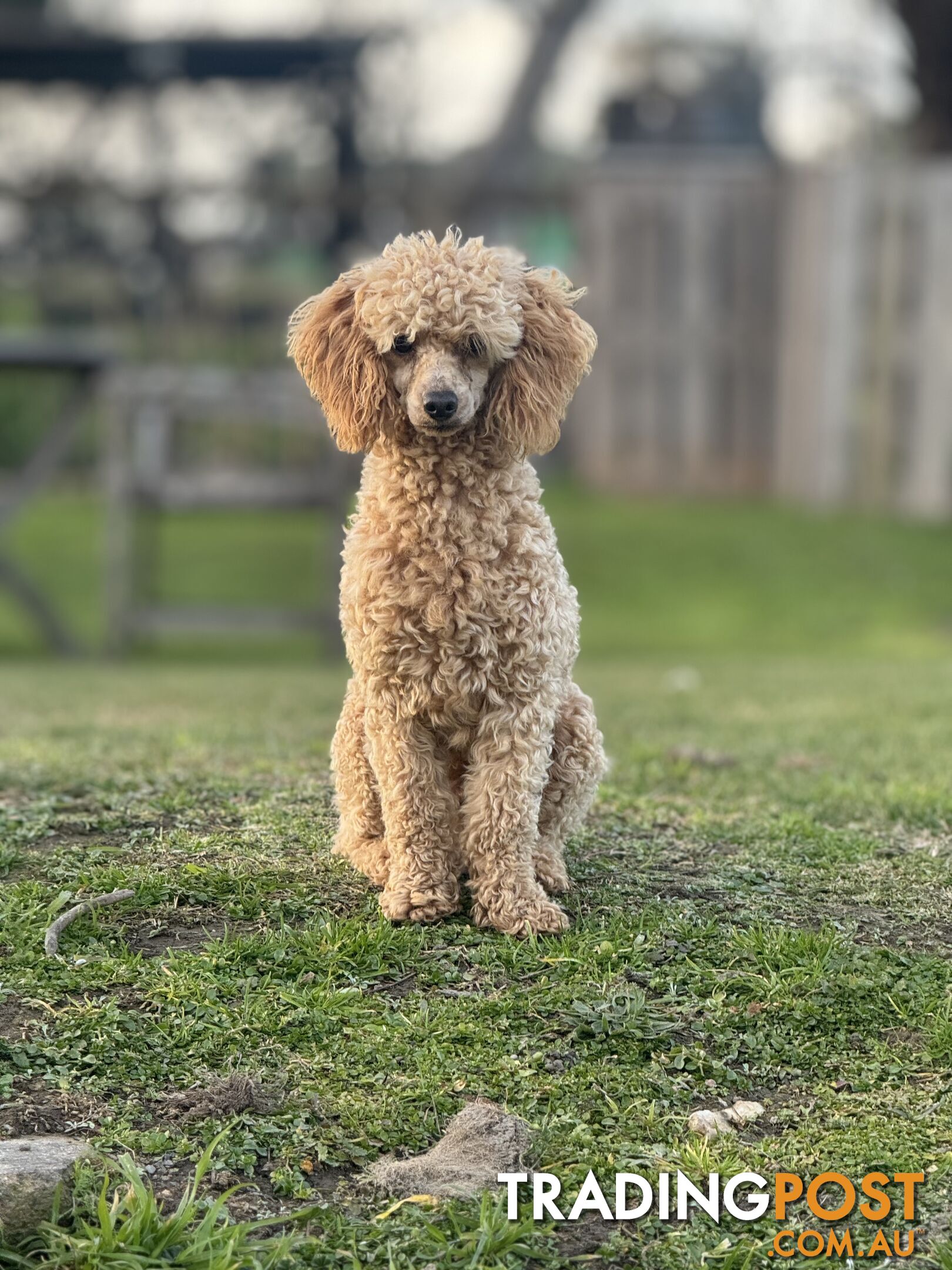 Toy Poodle