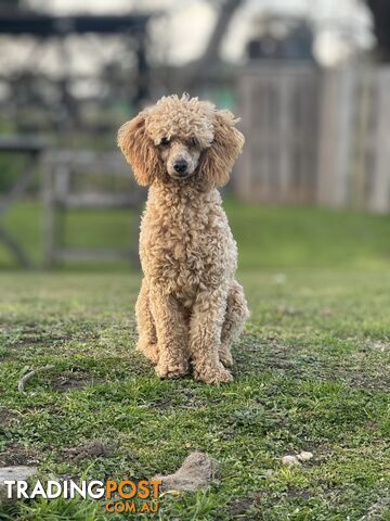 Toy Poodle