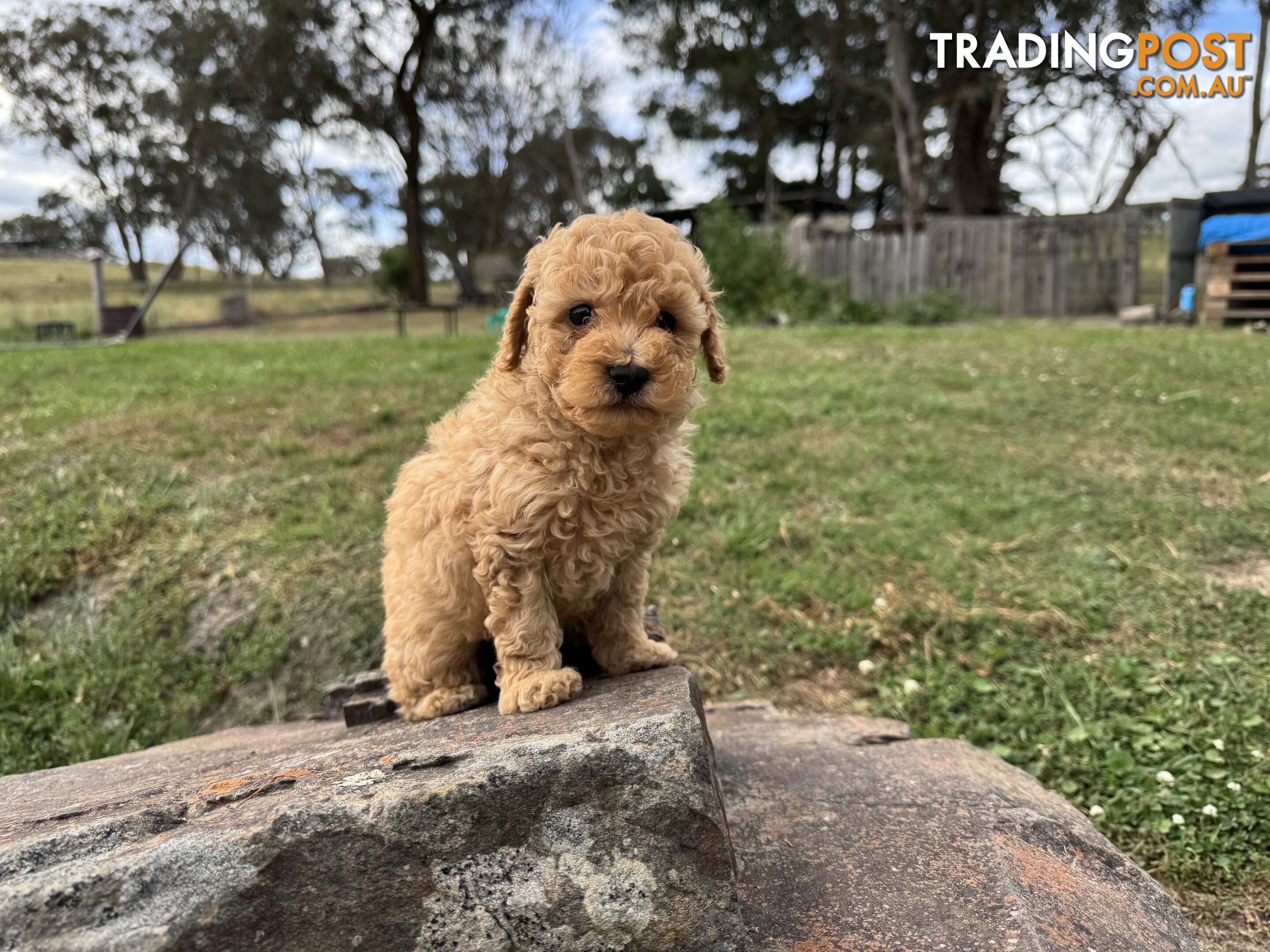 Toy Poodle