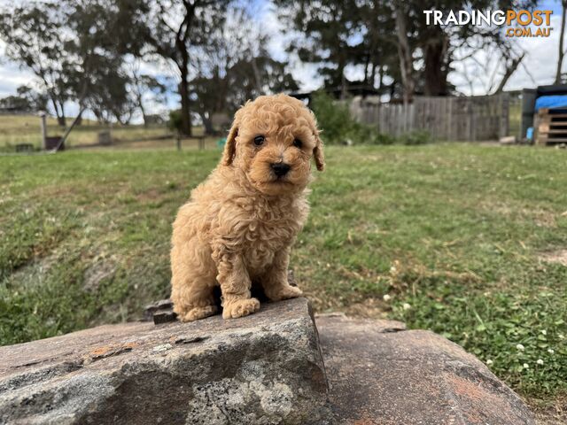 Toy Poodle