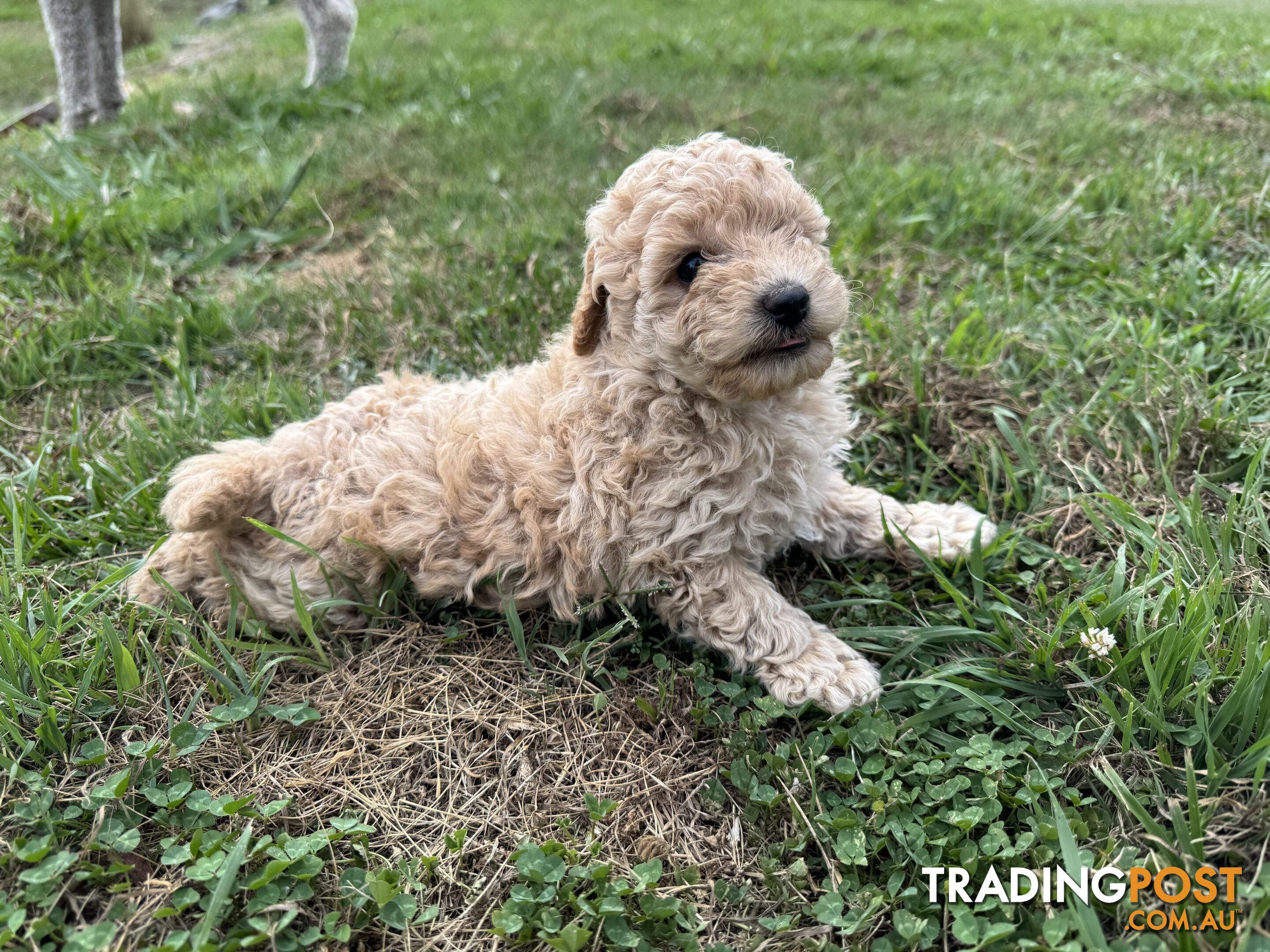 Toy Poodle