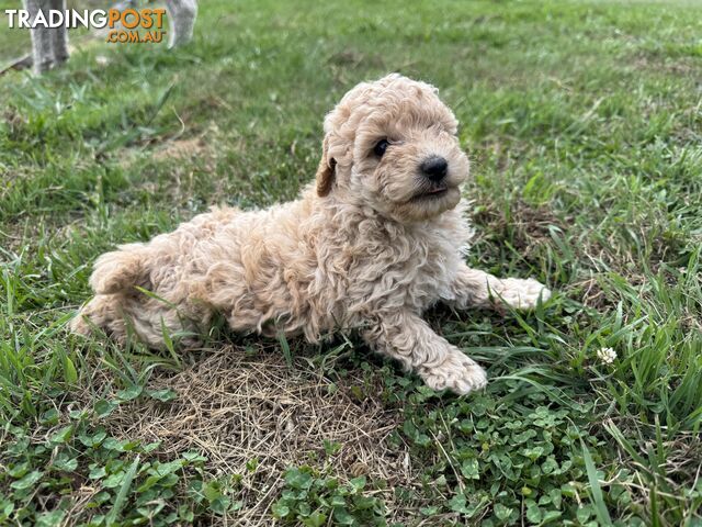 Toy Poodle