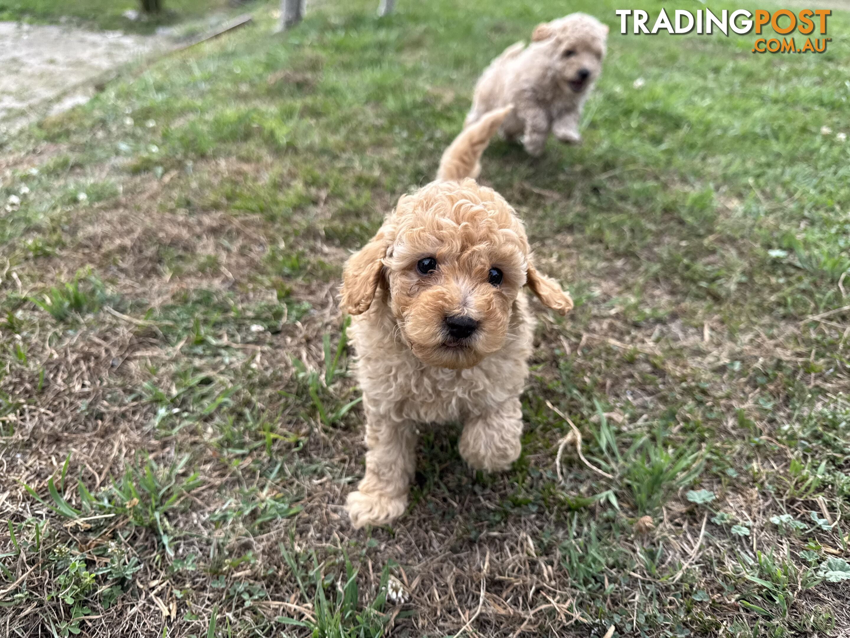 Toy Poodle