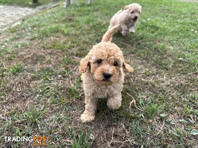 Toy Poodle