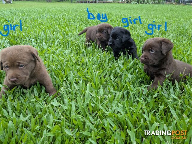 Chocolate Labrador Puppies