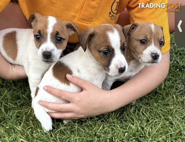 Jack Russel puppies