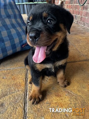 8 week old Rottweiler Puppy