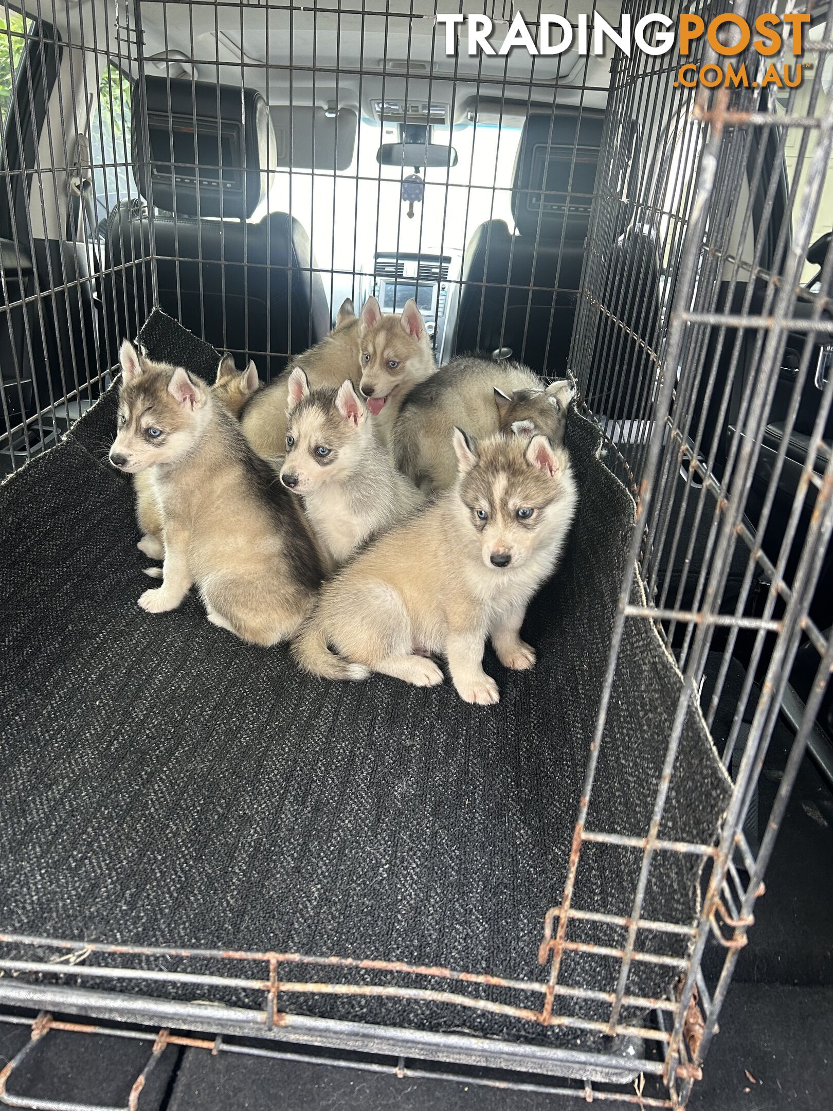 Siberan husky puppies