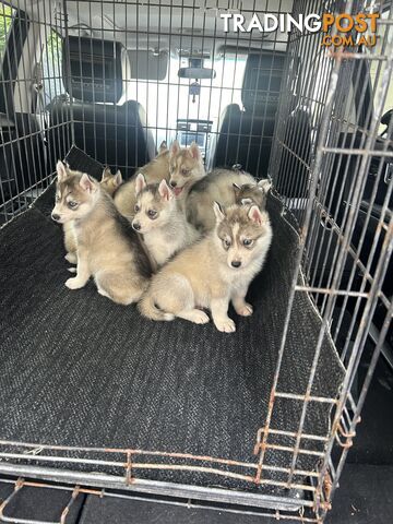 Siberan husky puppies