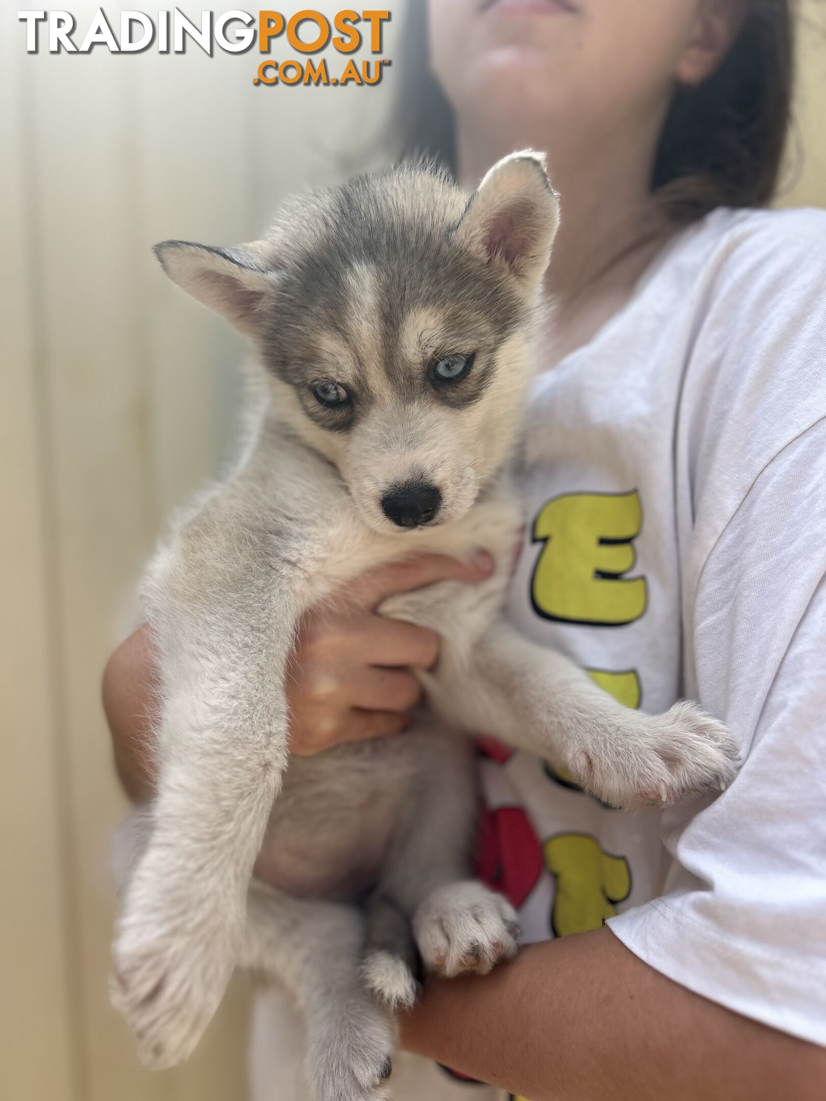 Siberan husky puppies