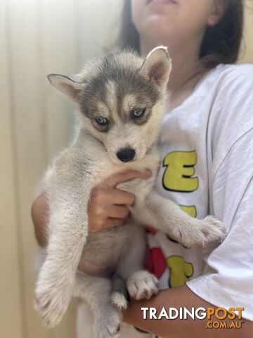 Siberan husky puppies