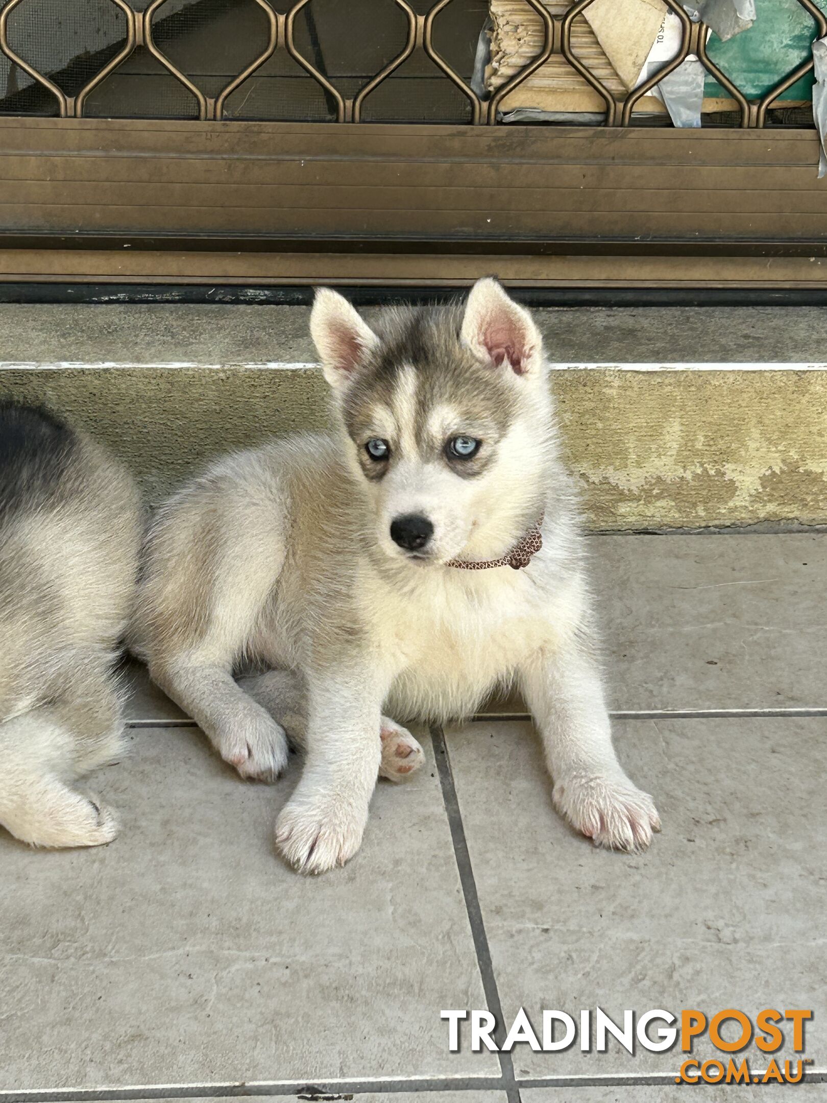 Siberan husky puppies