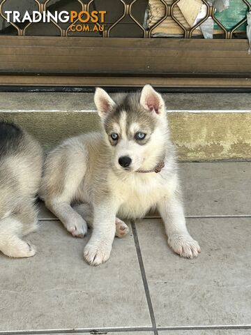 Siberan husky puppies