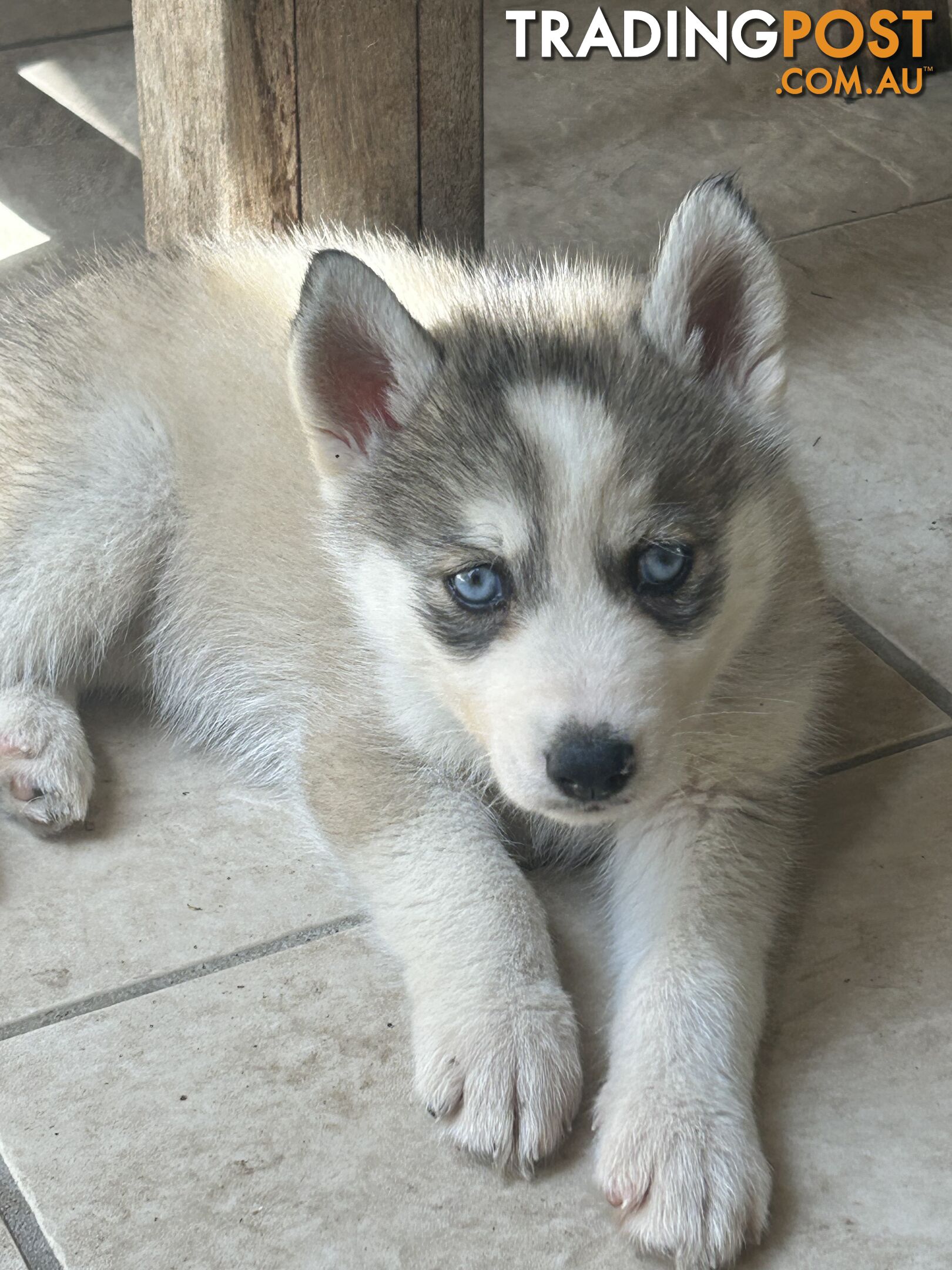 Siberan husky puppies