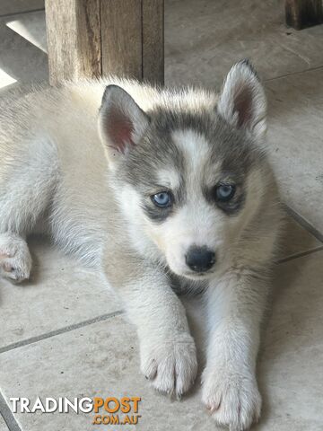 Siberan husky puppies