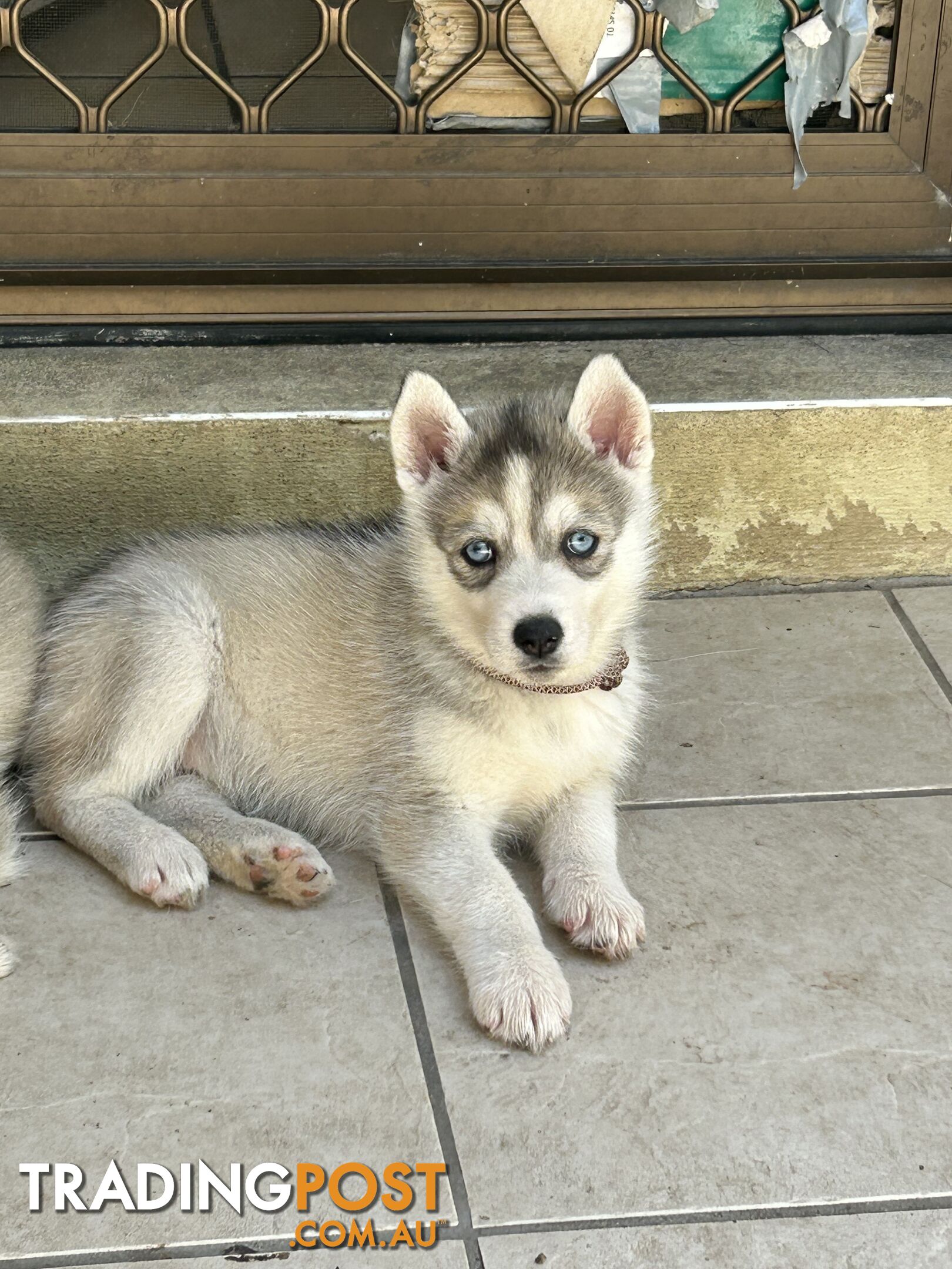 Siberan husky puppies