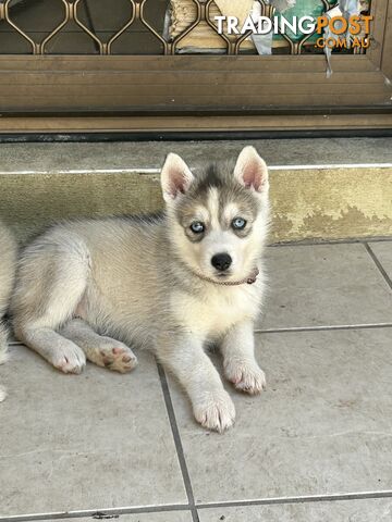 Siberan husky puppies