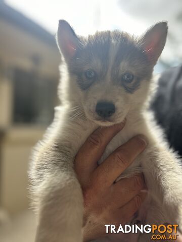 Siberan husky puppies