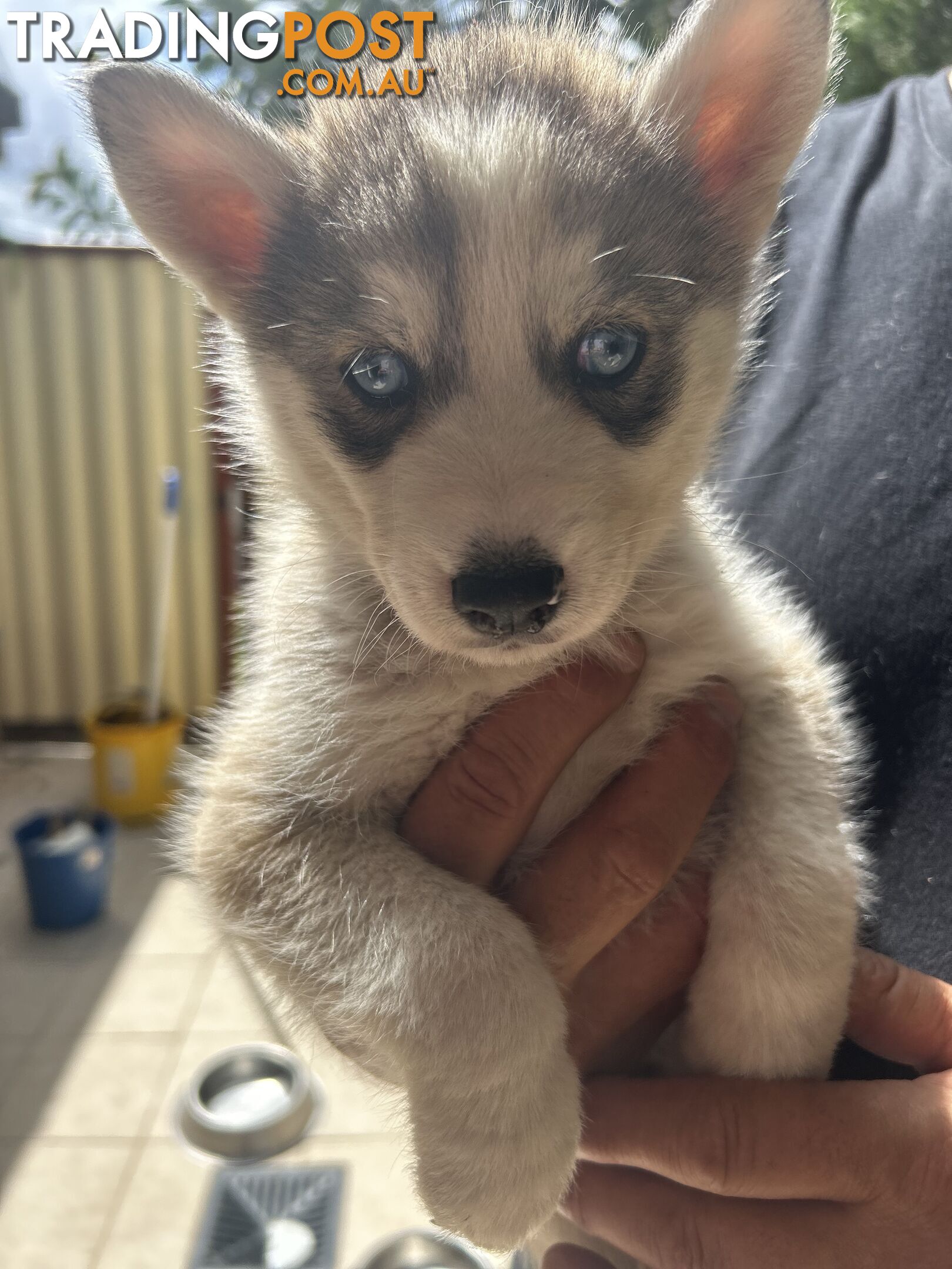 Siberan husky puppies