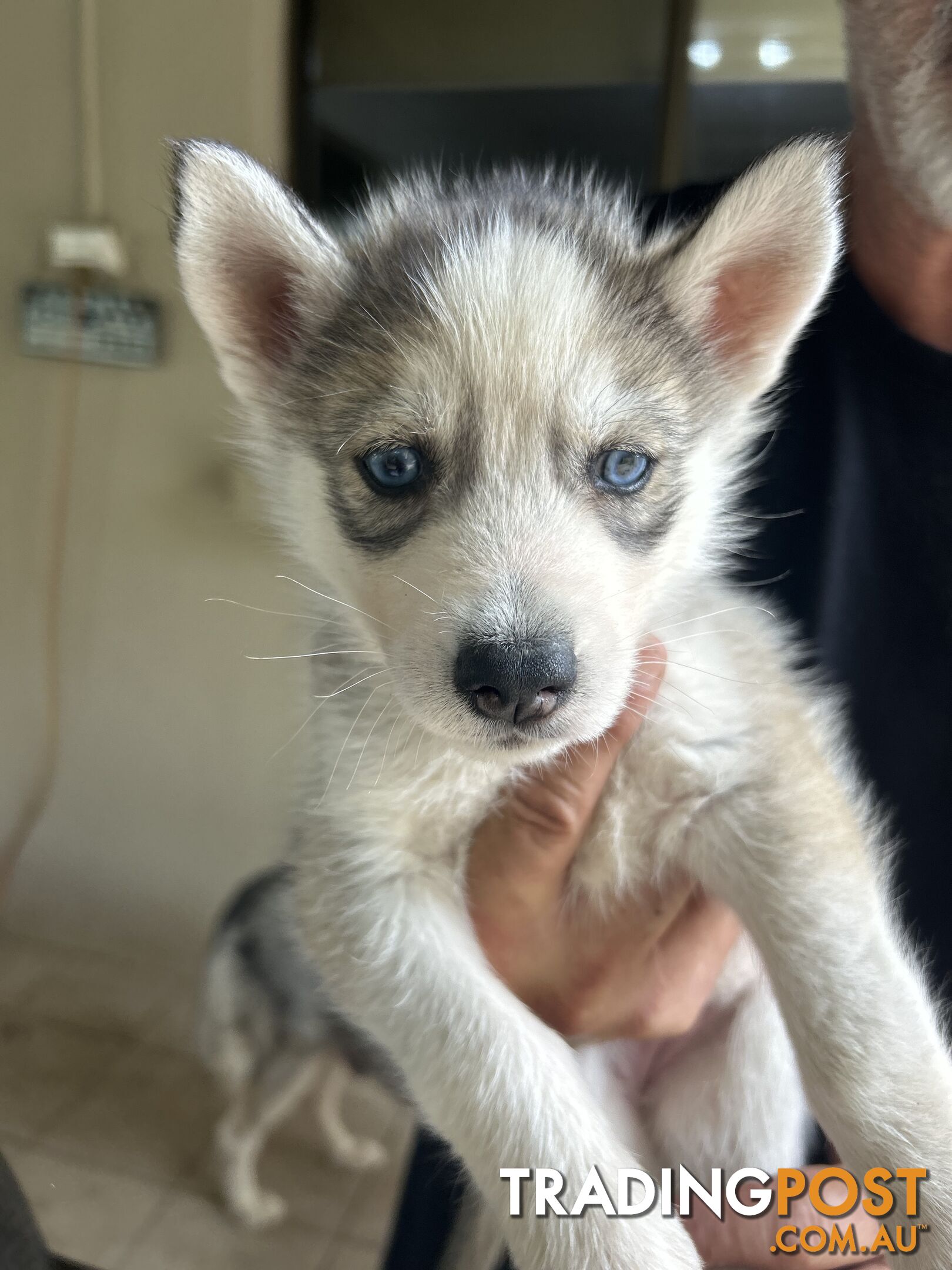 Siberan husky puppies