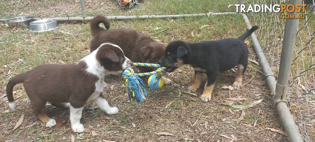 Koolie x bordercollie kelpie