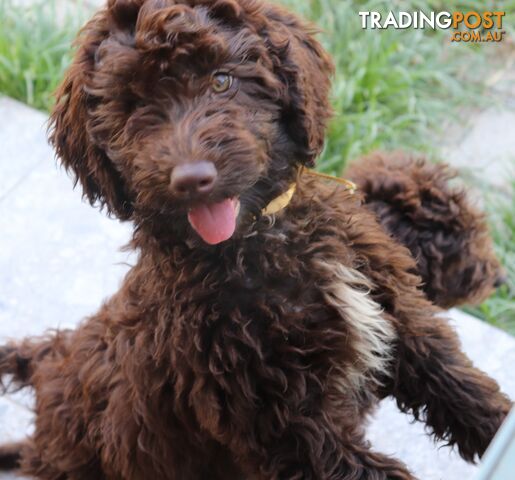 Australian Labradoodle