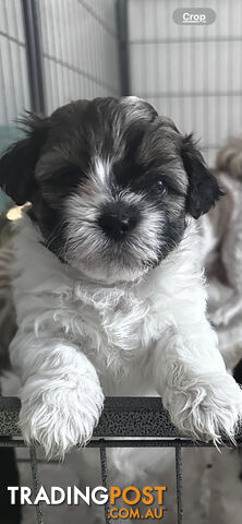 Mal Tzu Puppies