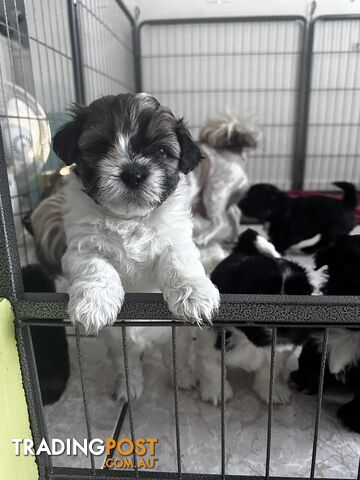 Mal Tzu Puppies