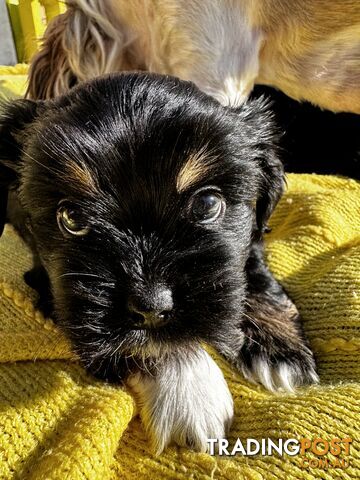 Mal Tzu Puppies