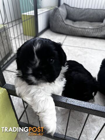 Mal Tzu Puppies