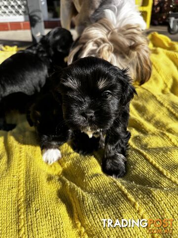 Mal Tzu Puppies