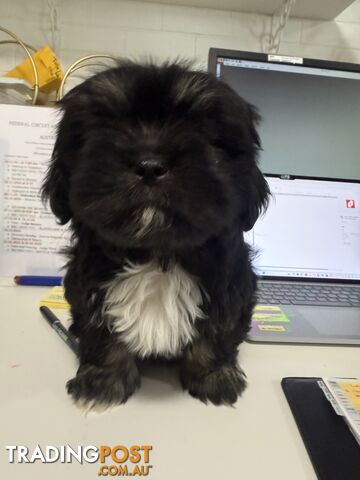 Maltese x Shihtzu