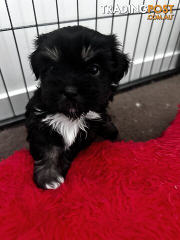 Mal Tzu Puppies