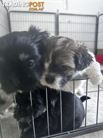 Mal Tzu Puppies