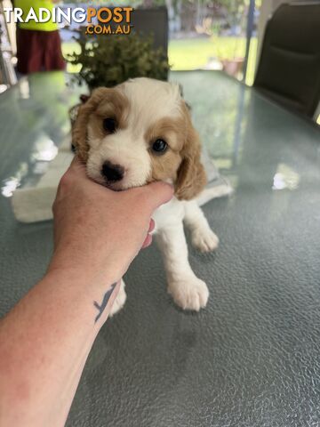Adorable Cavoodles looking for their new home.
