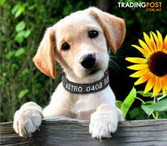 Doggie ID Collar - Bling Glitter Overlay Nylon Collar, Embroidered Personised Custom. - GC-DIC-BLING-M-GRN
