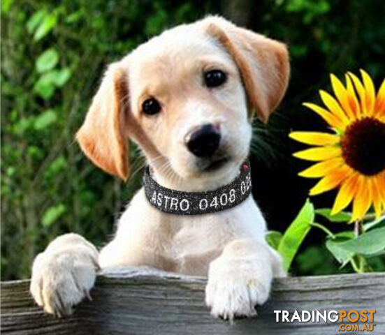 Doggie ID Collar - Bling Glitter Overlay Nylon Collar, Embroidered Personised Custom. - GC-DIC-BLING-M-TUR